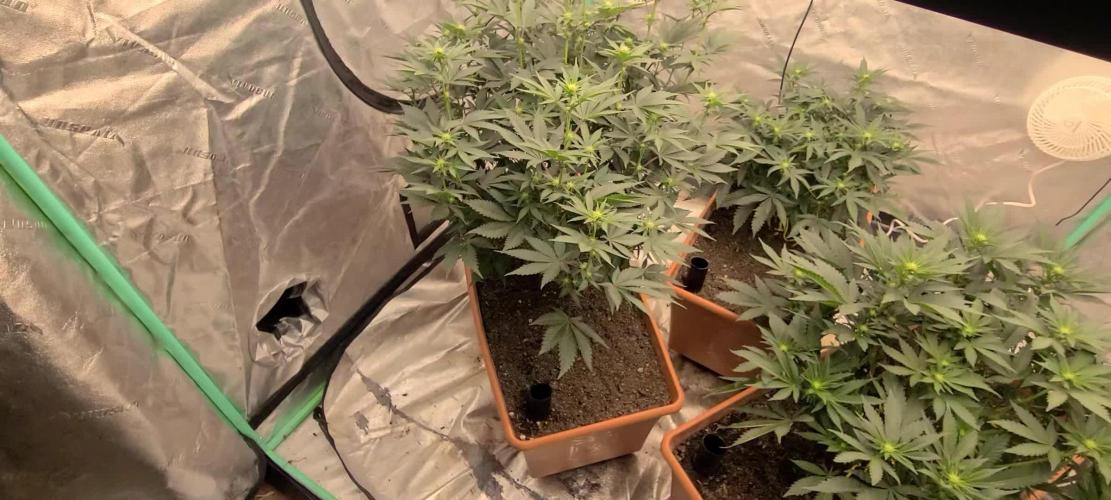 Exotic Genetix White Gold and Papaya Bang Bang Living Soil
