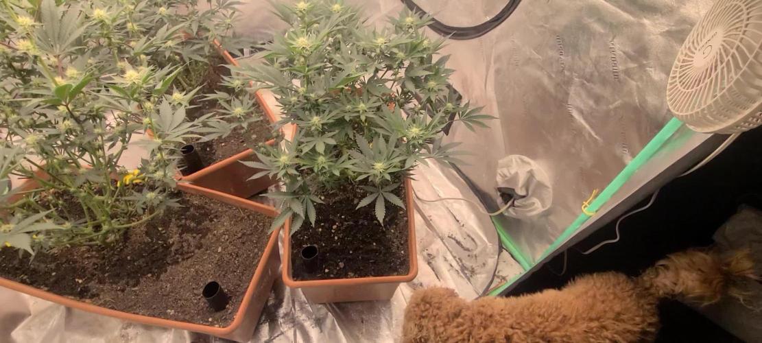 Exotic Genetix White Gold and Papaya Bang Bang Living Soil