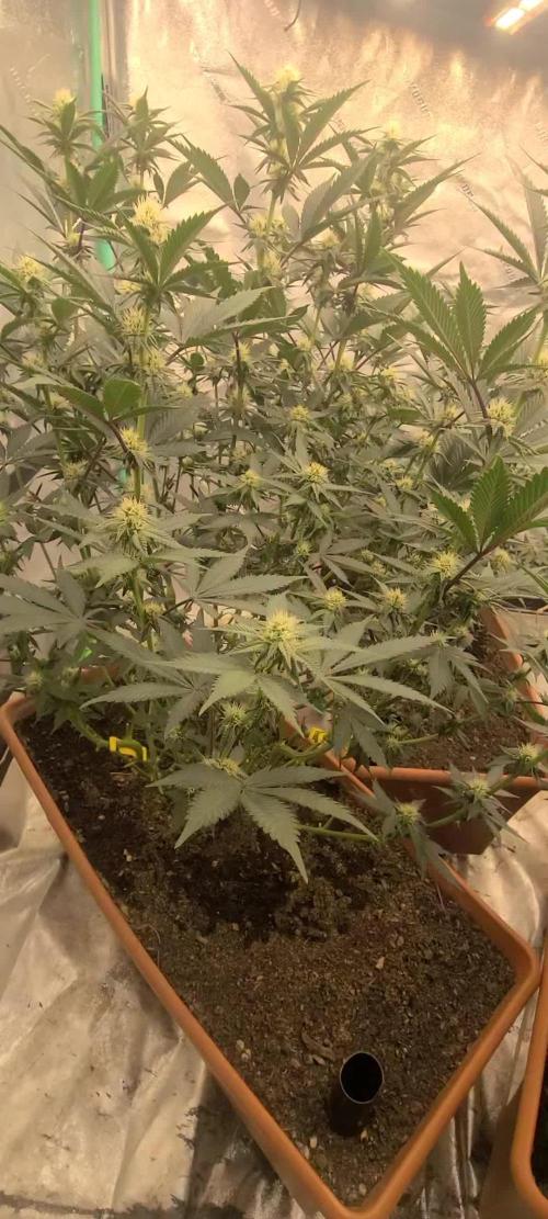 Exotic Genetix White Gold and Papaya Bang Bang Living Soil