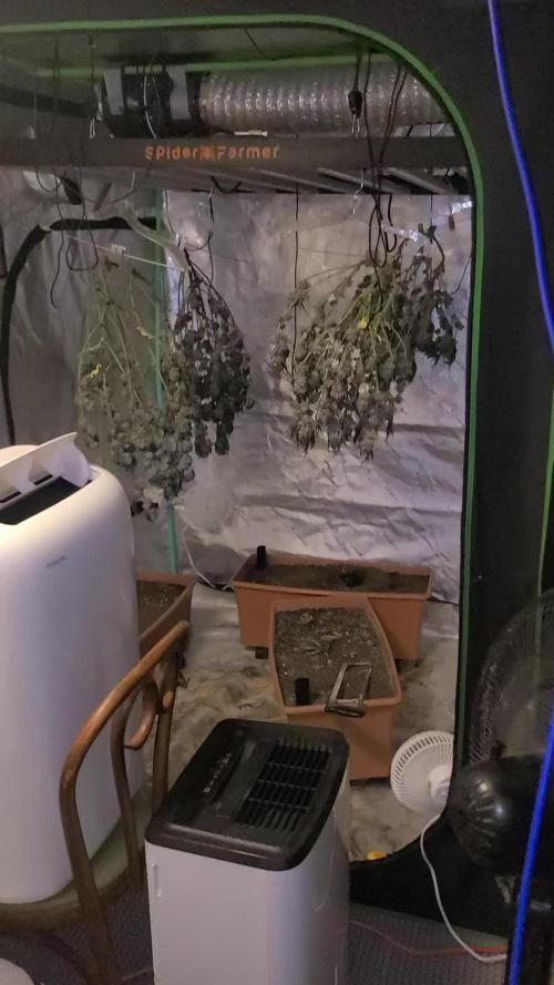 Exotic Genetix White Gold and Papaya Bang Bang Living Soil