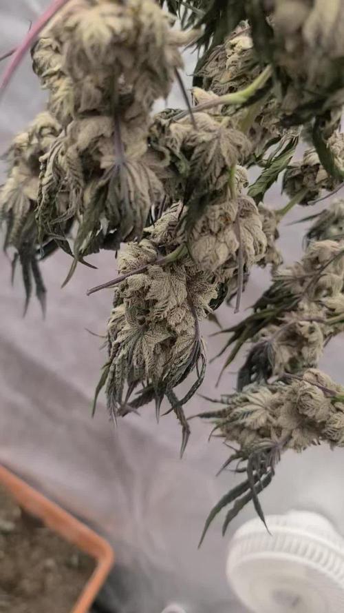 Exotic Genetix White Gold and Papaya Bang Bang Living Soil