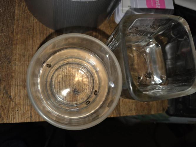 Beanfiendz Caddy Runtz & Neon Icon. Week 0