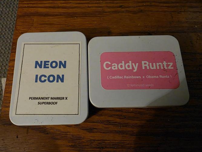 Beanfiendz Caddy Runtz & Neon Icon. Week 0
