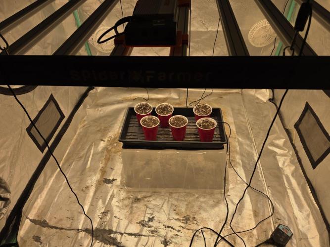 Beanfiendz Caddy Runtz & Neon Icon. Week 0