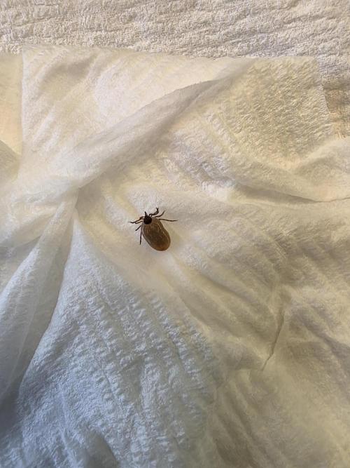 Exotic Genetix White Gold and Papaya Bang Bang Living Soil. Week 20