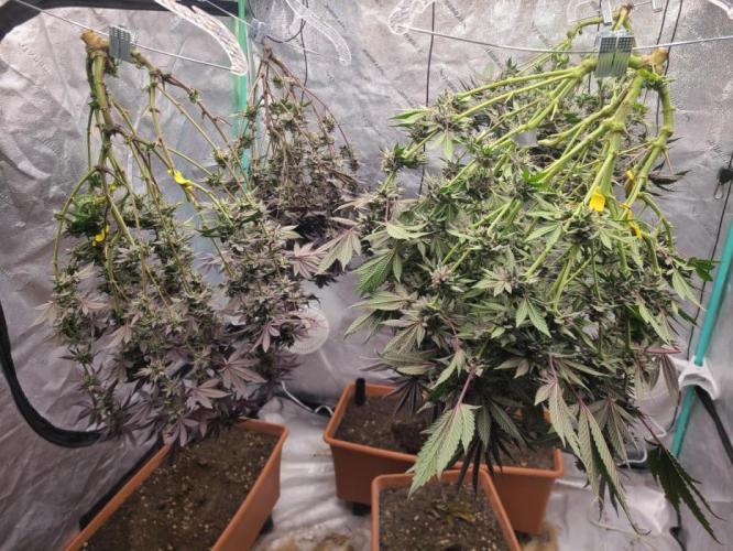 Exotic Genetix White Gold and Papaya Bang Bang Living Soil. Week 20