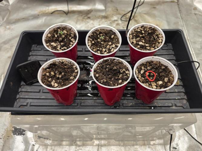 Beanfiendz Caddy Runtz & Neon Icon. Week 1