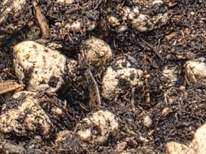 Beanfiendz Caddy Runtz & Neon Icon. Week 1