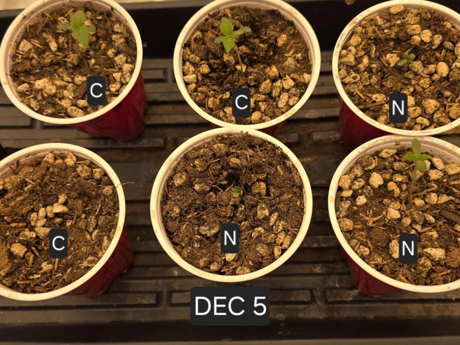 Beanfiendz Caddy Runtz & Neon Icon. Week 1 - Final CR is just breaking soil.  NI in the bottom corner has vigorous growth.