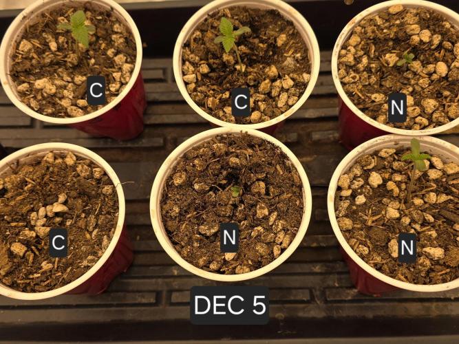 Beanfiendz Caddy Runtz & Neon Icon. Week 1 - Final CR is just breaking soil.  NI in the bottom corner has vigorous growth.