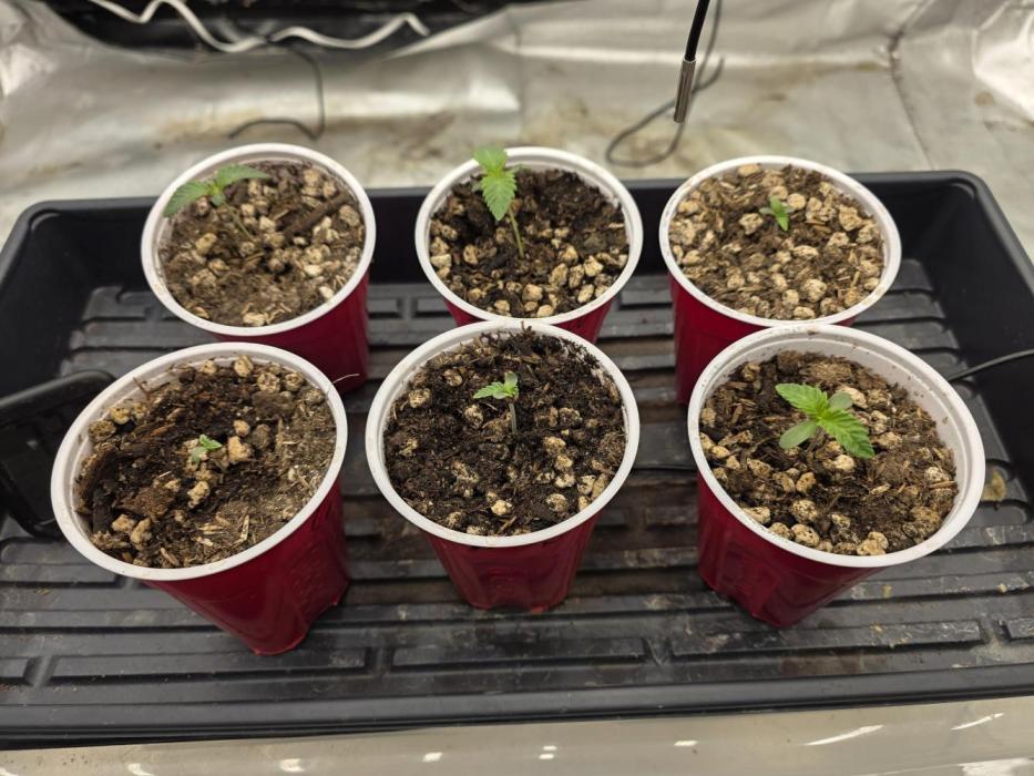 Beanfiendz Caddy Runtz & Neon Icon. Week 2