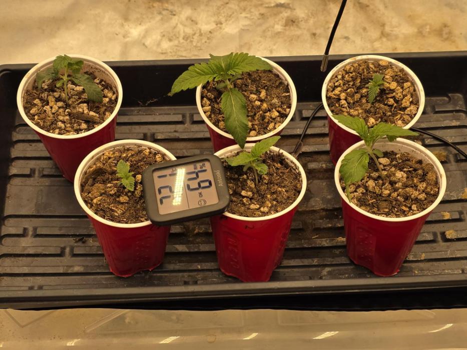 Beanfiendz Caddy Runtz & Neon Icon. Week 3