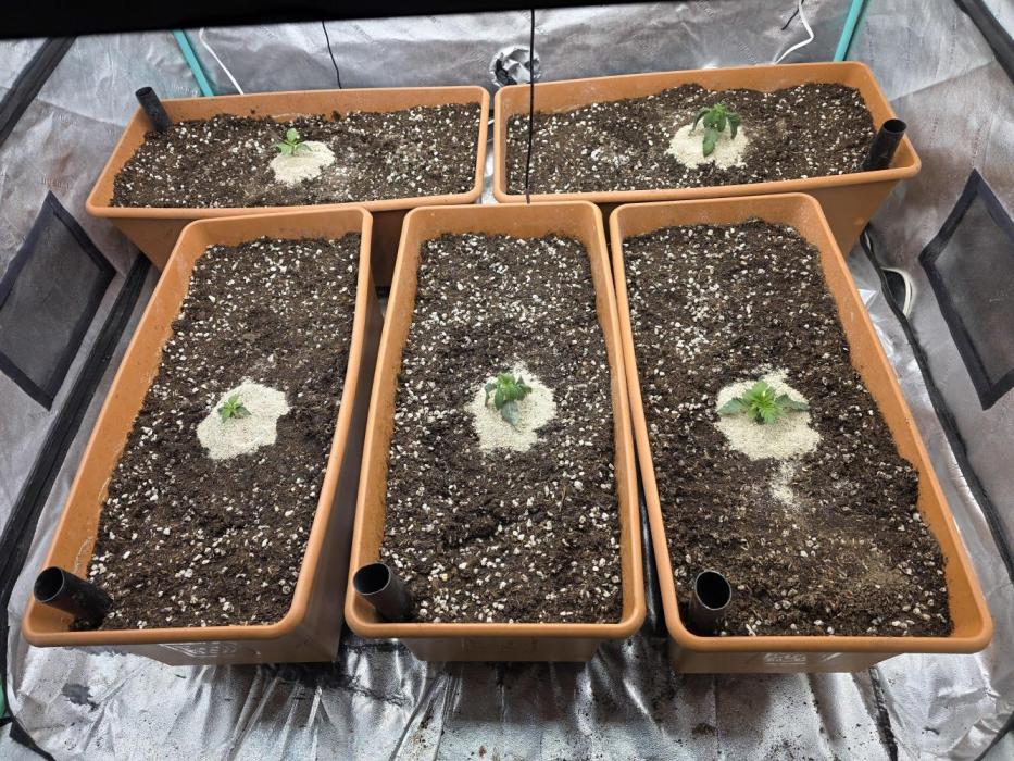 Beanfiendz Caddy Runtz & Neon Icon. Week 4