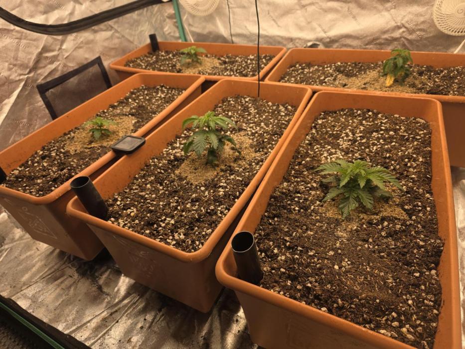 Beanfiendz Caddy Runtz & Neon Icon. Week 5