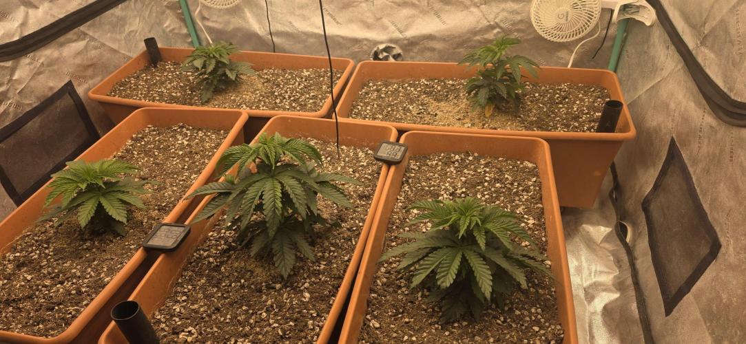 Beanfiendz Caddy Runtz & Neon Icon. Week 6