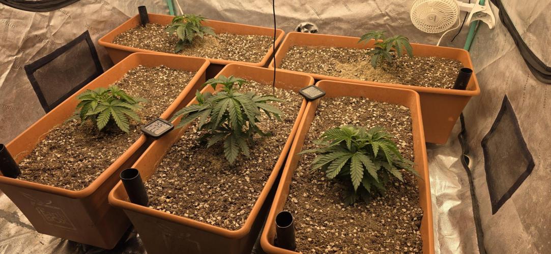 Beanfiendz Caddy Runtz & Neon Icon. Week 6 - Topped