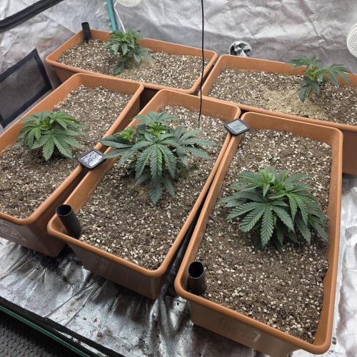 Beanfiendz Caddy Runtz & Neon Icon. Week 6