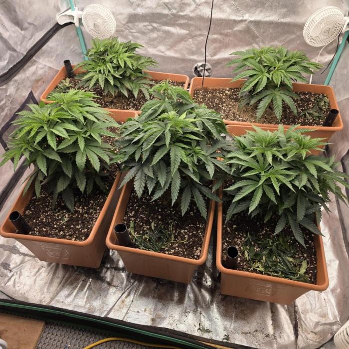 Beanfiendz Caddy Runtz & Neon Icon. Week 8