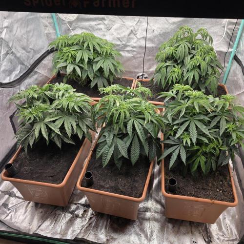 Beanfiendz Caddy Runtz & Neon Icon. Week 9