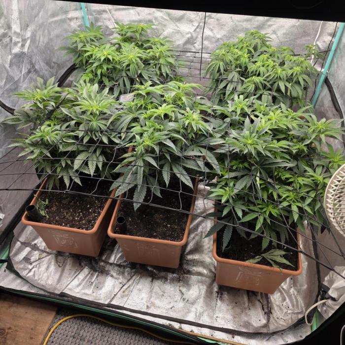 Beanfiendz Caddy Runtz & Neon Icon. Week 10