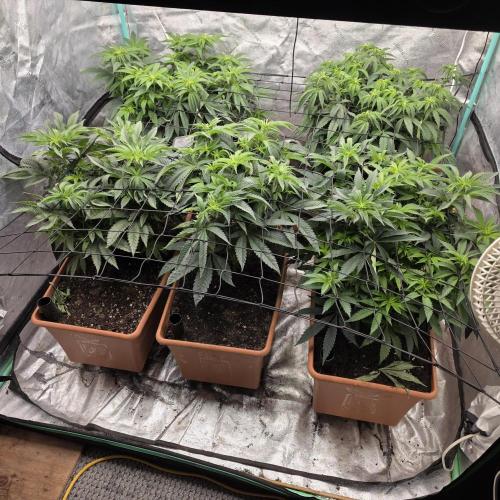 Beanfiendz Caddy Runtz & Neon Icon. Week 10