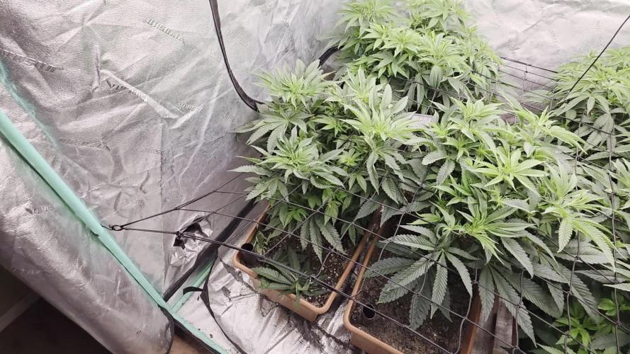 Beanfiendz Caddy Runtz & Neon Icon