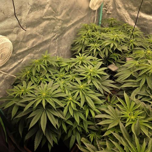 Beanfiendz Caddy Runtz & Neon Icon. Week 11 - Side view of the two neon icon in the back