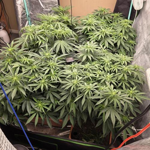 Beanfiendz Caddy Runtz & Neon Icon. Week 11 - Other side view