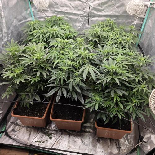 Beanfiendz Caddy Runtz & Neon Icon. Week 11 - Day 14 flower