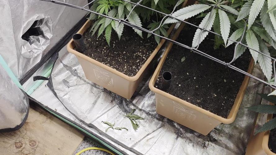 Beanfiendz Caddy Runtz & Neon Icon