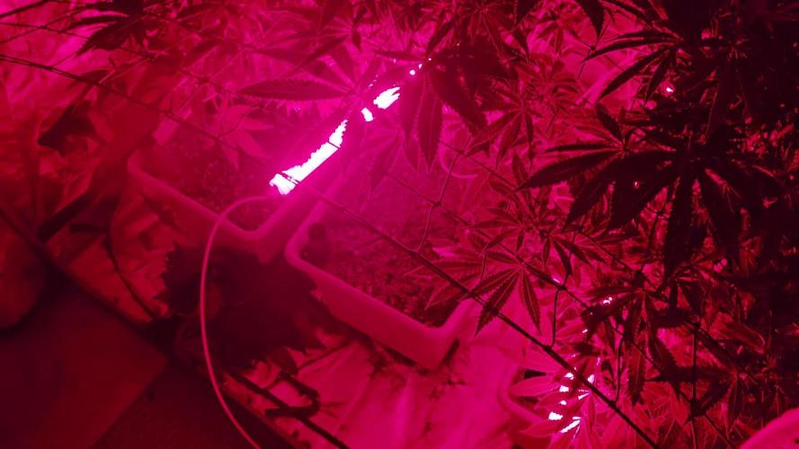 Beanfiendz Caddy Runtz & Neon Icon