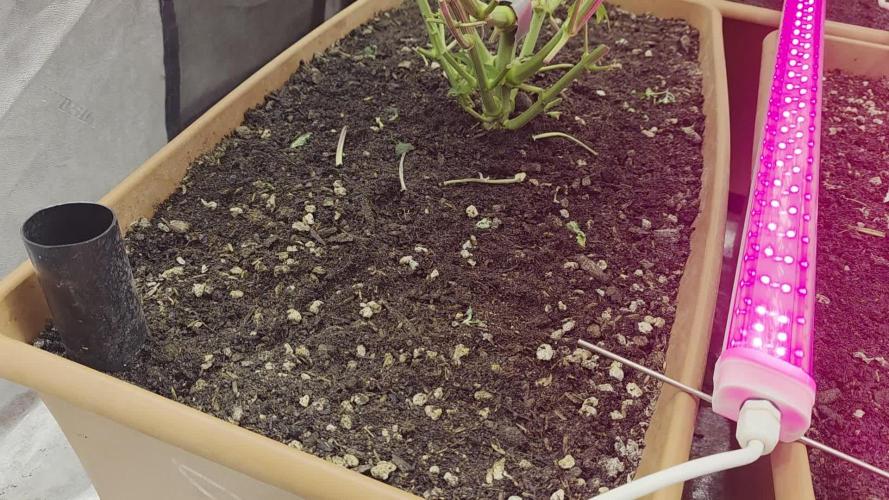 Beanfiendz Caddy Runtz & Neon Icon