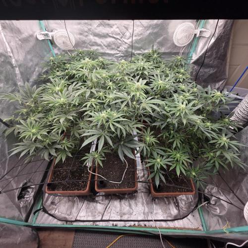 Beanfiendz Caddy Runtz & Neon Icon. Week 12 - After defoliation 