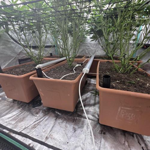 Beanfiendz Caddy Runtz & Neon Icon. Week 12 - Under canopy