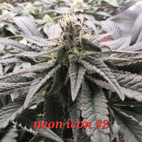 Beanfiendz Caddy Runtz & Neon Icon. Week 14