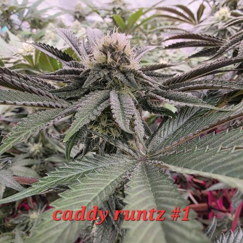 Beanfiendz Caddy Runtz & Neon Icon. Week 14