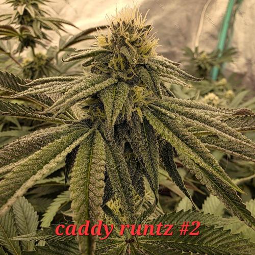 Beanfiendz Caddy Runtz & Neon Icon. Week 14