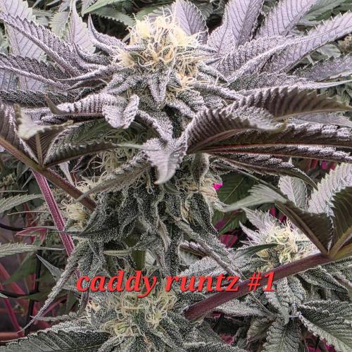 Beanfiendz Caddy Runtz & Neon Icon. Week 15