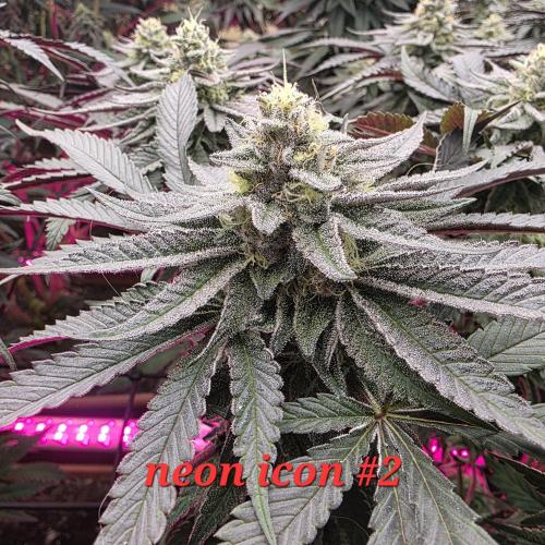 Beanfiendz Caddy Runtz & Neon Icon. Week 16