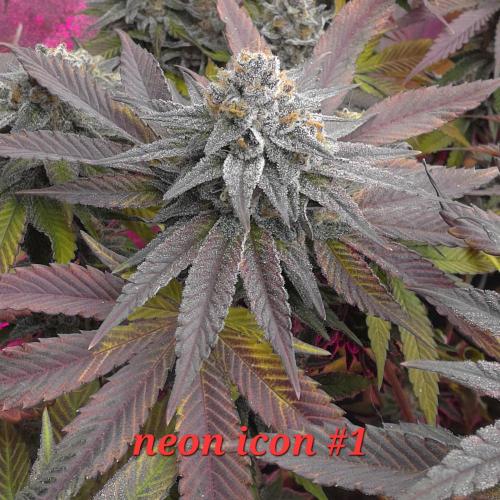 Beanfiendz Caddy Runtz & Neon Icon. Week 18