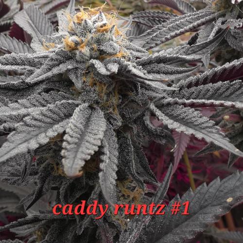 Beanfiendz Caddy Runtz & Neon Icon. Week 18