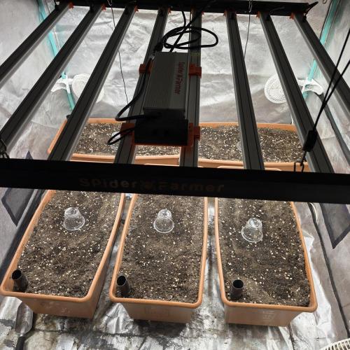 Mephisto - Major Toke. Week 0