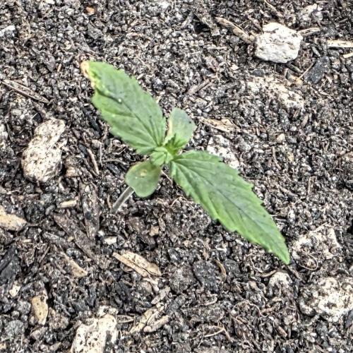 Mephisto - Major Toke. Week 2