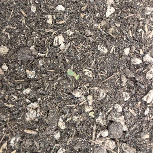 Mephisto - Major Toke. Week 3 - Dead