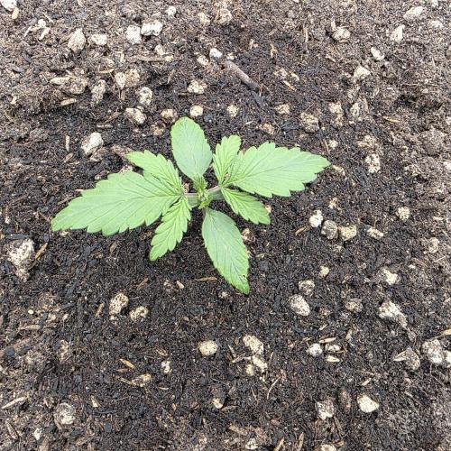 Mephisto - Major Toke. Week 3