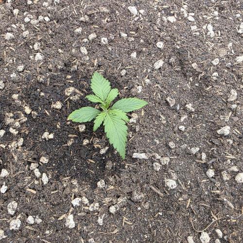 Mephisto - Major Toke. Week 3