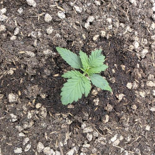 Mephisto - Major Toke. Week 3