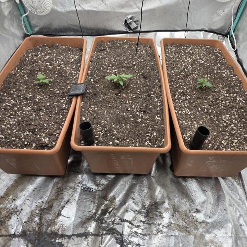 Mephisto - Major Toke. Week 3