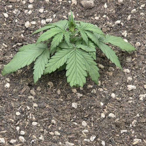 Mephisto - Major Toke. Week 4