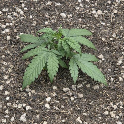 Mephisto - Major Toke. Week 4